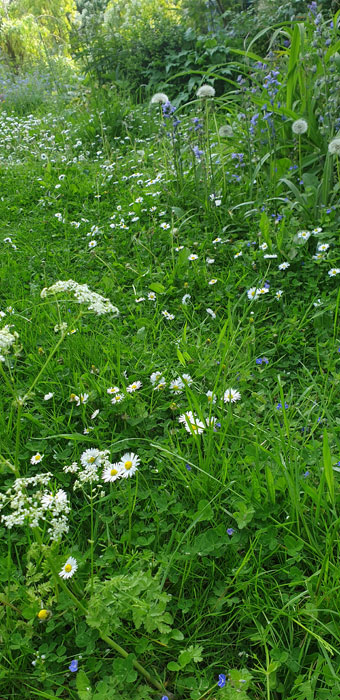 No Mow May - species rich lawn! 